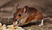 24 Hour & Emergency Exterminators in Woodmont Beach, WA